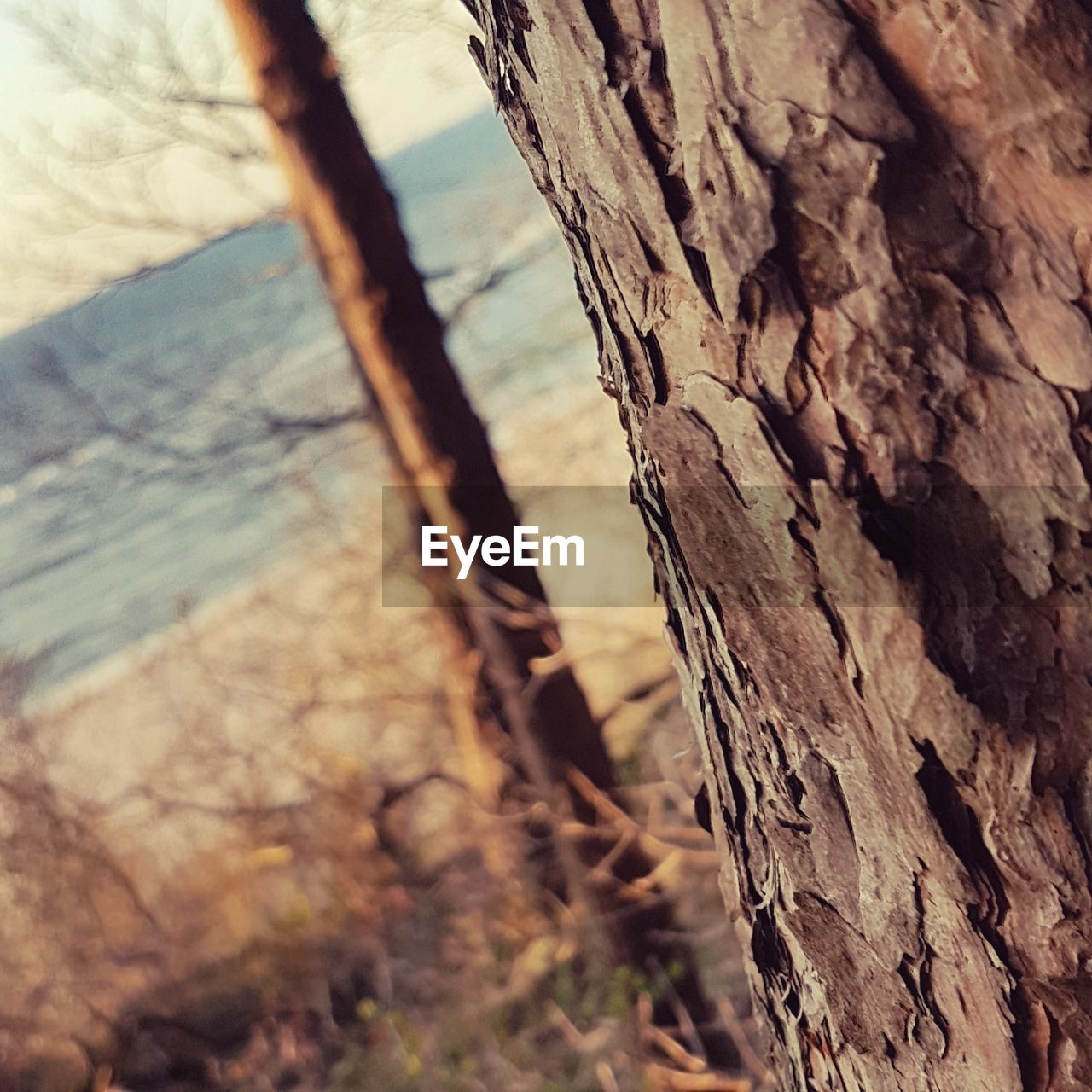 CLOSE-UP OF TREE TRUNKS