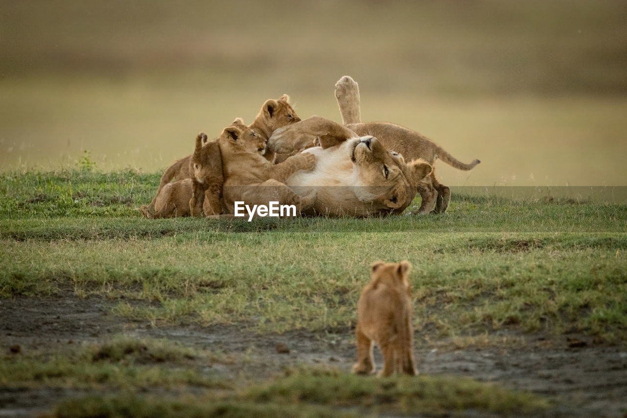 Lioness with cubs on grass