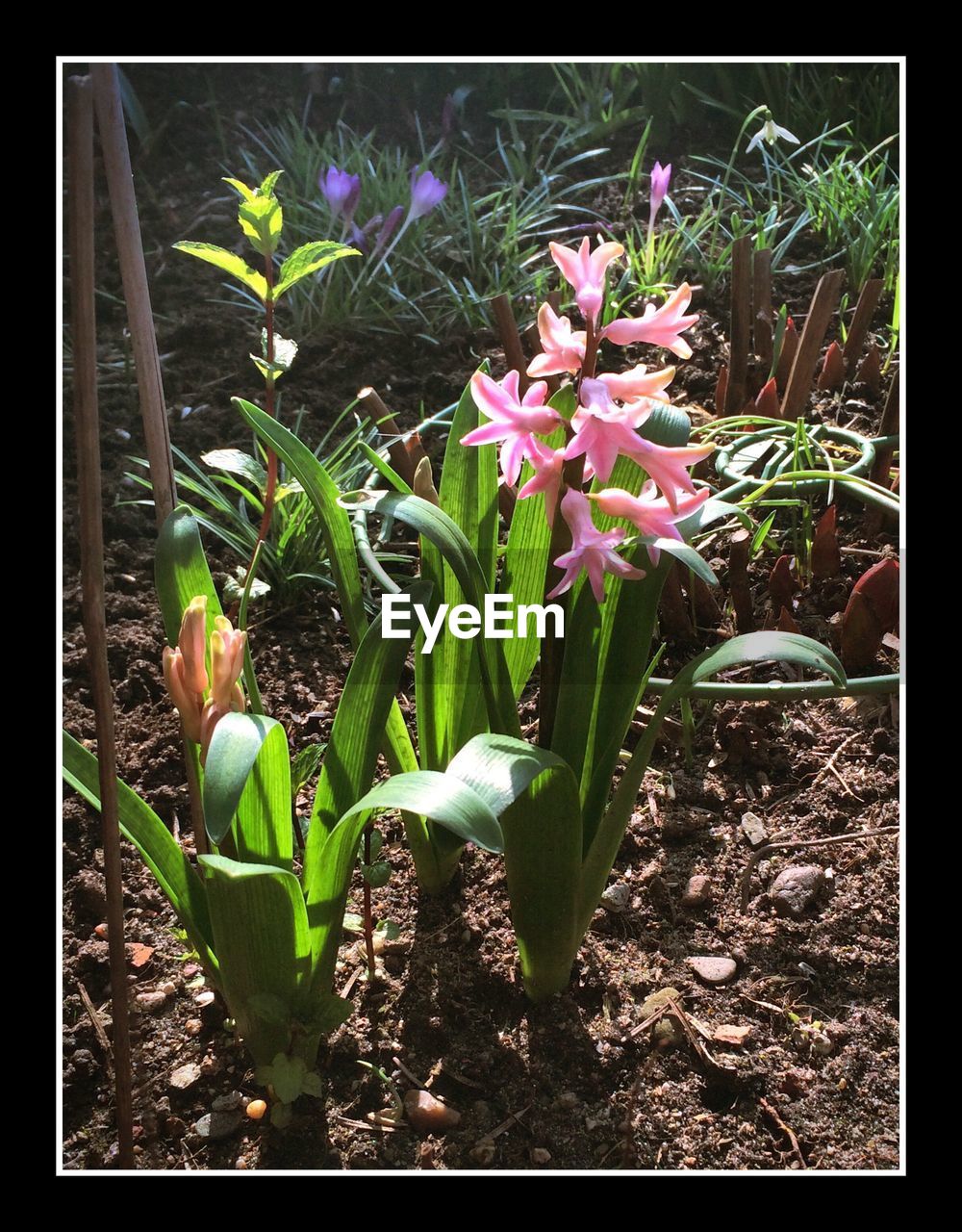 CLOSE-UP OF PINK FLOWERS BLOOMING IN GARDEN