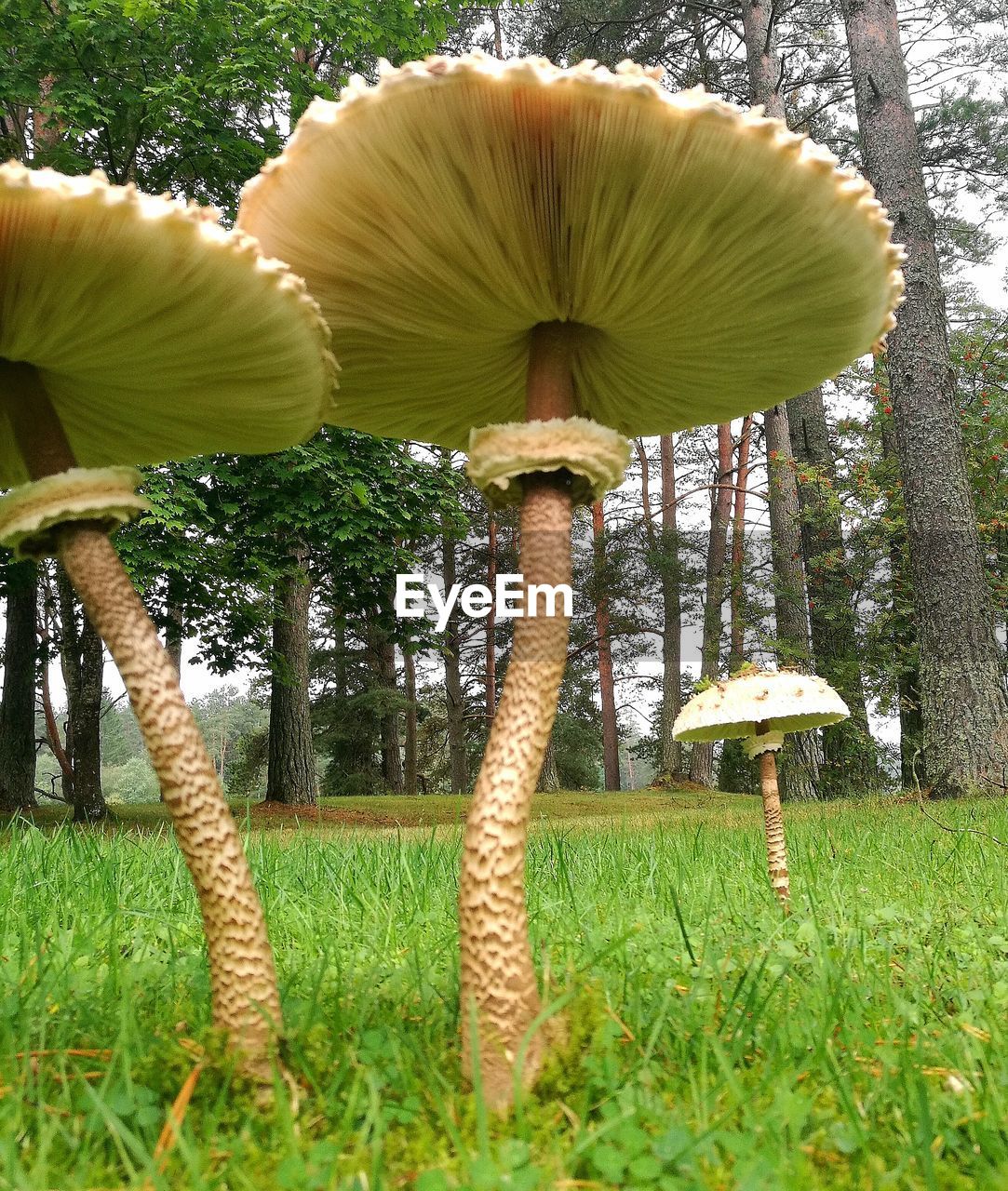 CLOSE-UP OF MUSHROOM IN PARK