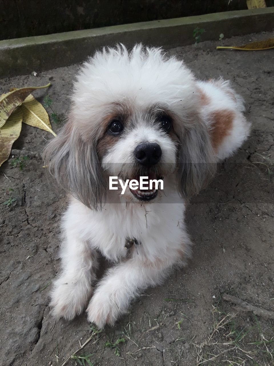 HIGH ANGLE VIEW OF PORTRAIT OF DOG ON FOOTPATH