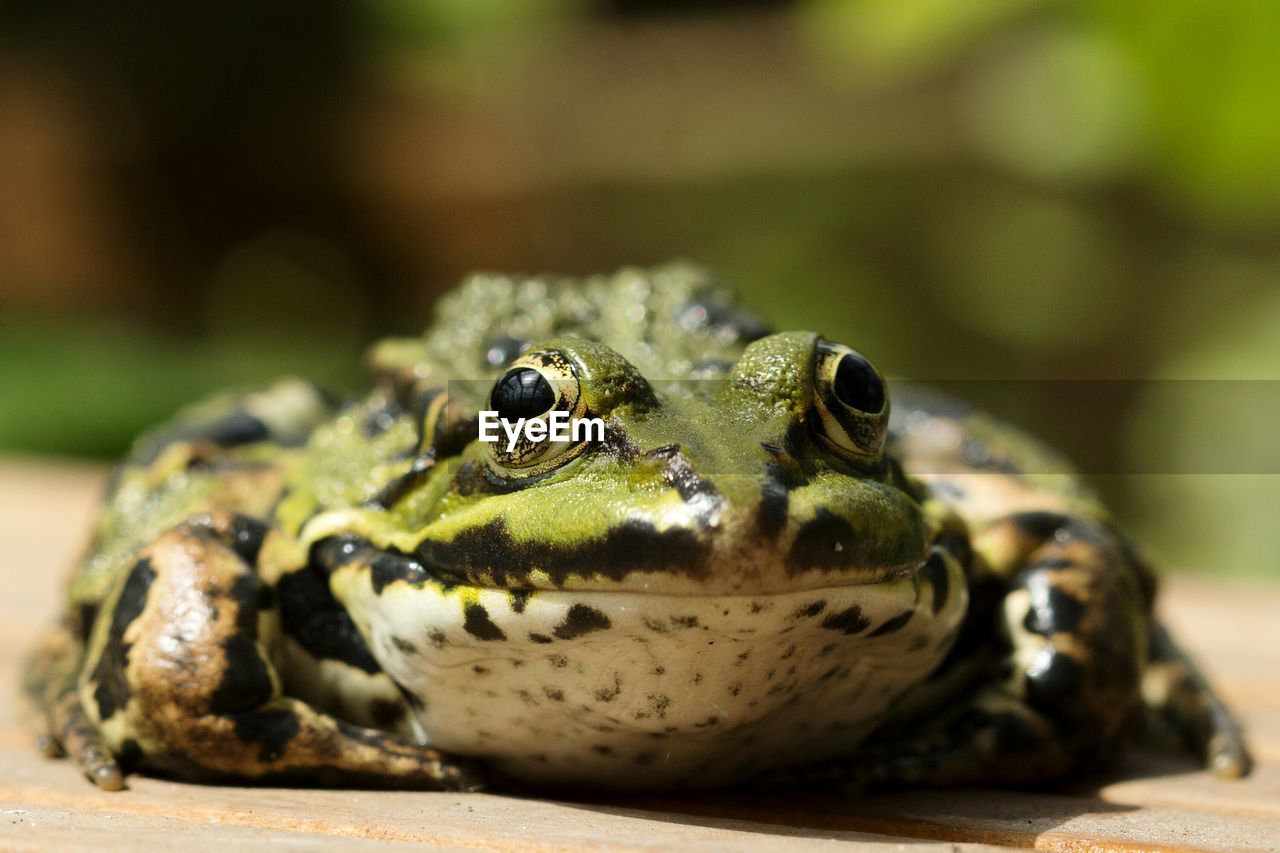 Close-up of frog  