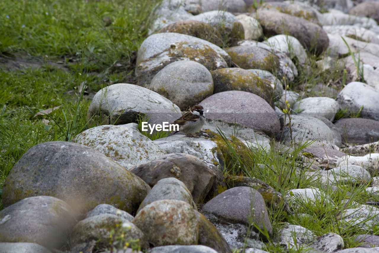 STONES ON ROCKS