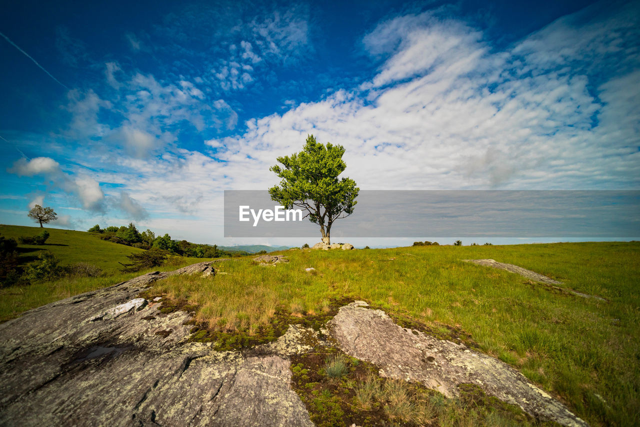 Tree on field against sky