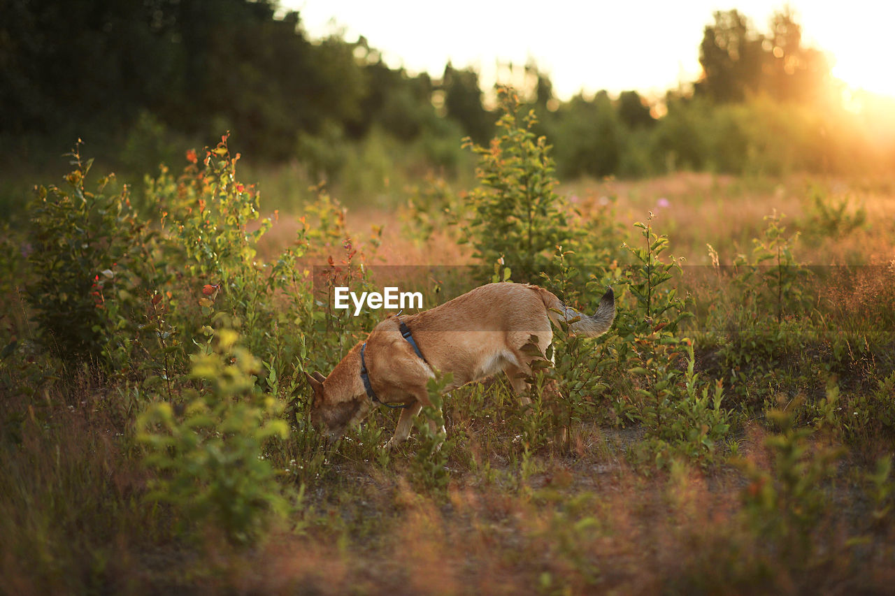 DOG LYING ON GRASS