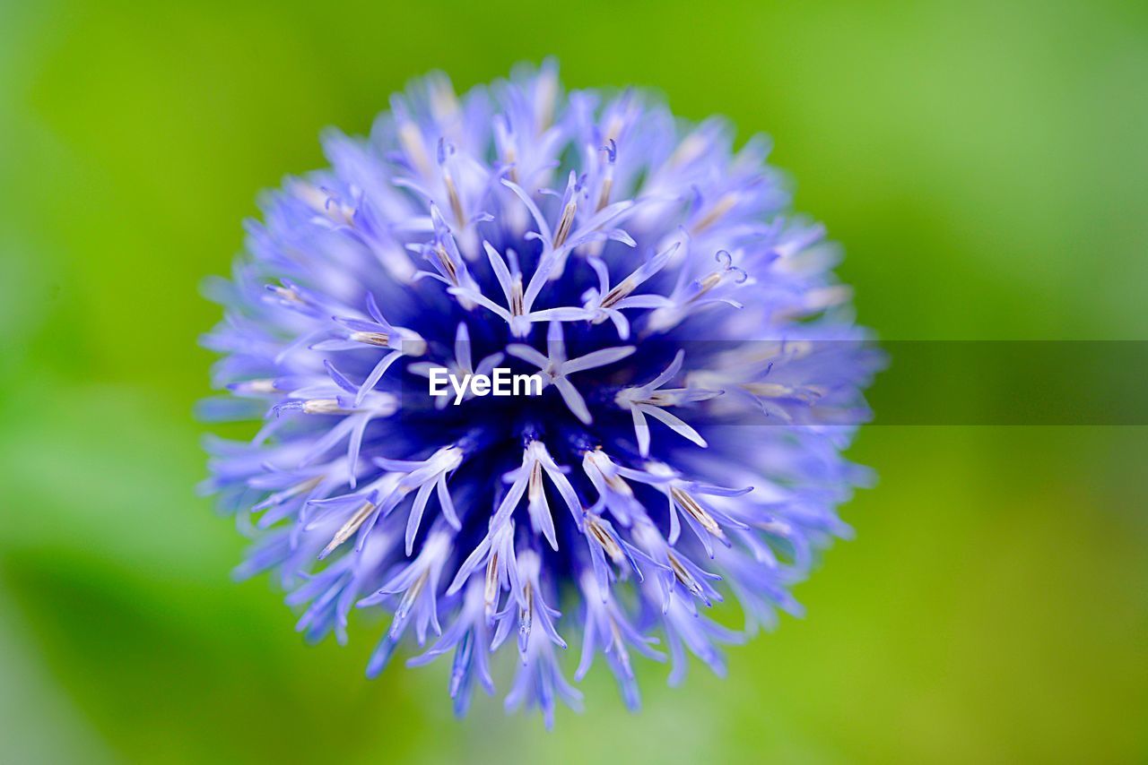 CLOSE-UP OF PURPLE FLOWER PLANT