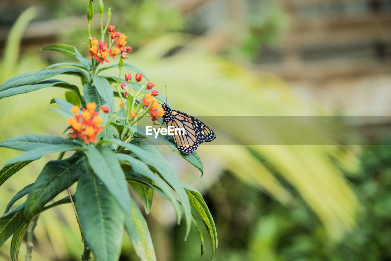 BUTTERFLY POLLINATING FLOWER