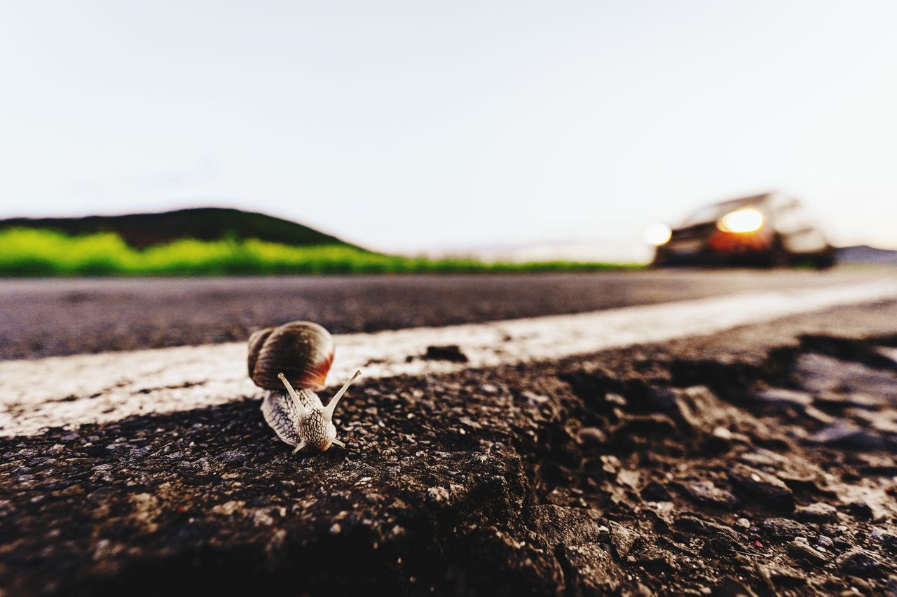 Close-up of a snail in danger on road 