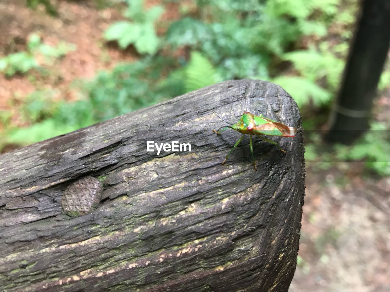 CLOSE-UP OF INSECT ON TREE