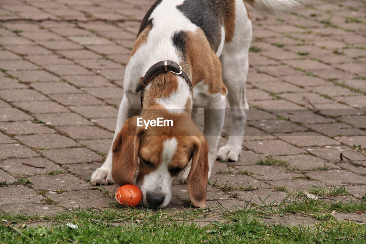 Beagle eating with egg on footpath