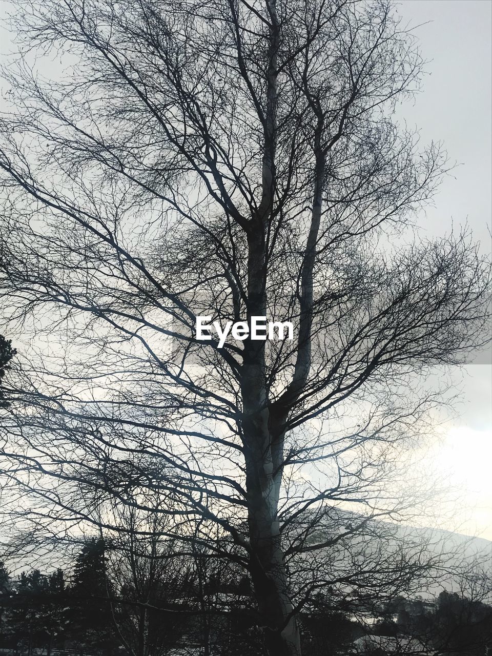 LOW ANGLE VIEW OF BARE TREES AGAINST THE SKY