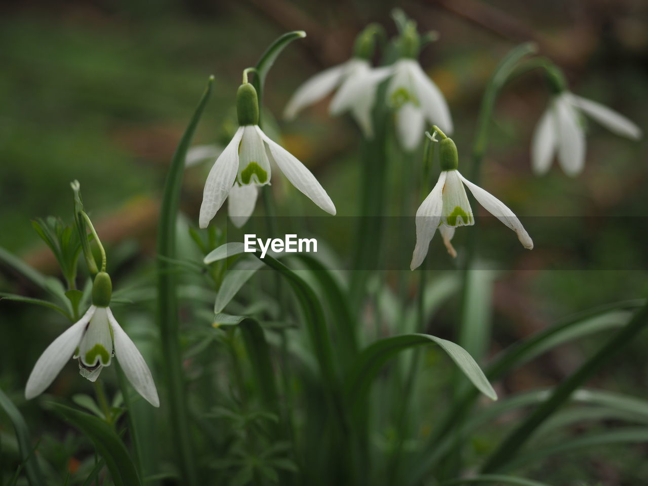 plant, flower, flowering plant, beauty in nature, snowdrop, freshness, growth, nature, white, petal, close-up, fragility, no people, focus on foreground, plant part, leaf, flower head, green, inflorescence, outdoors, springtime, botany, blossom, environment, land