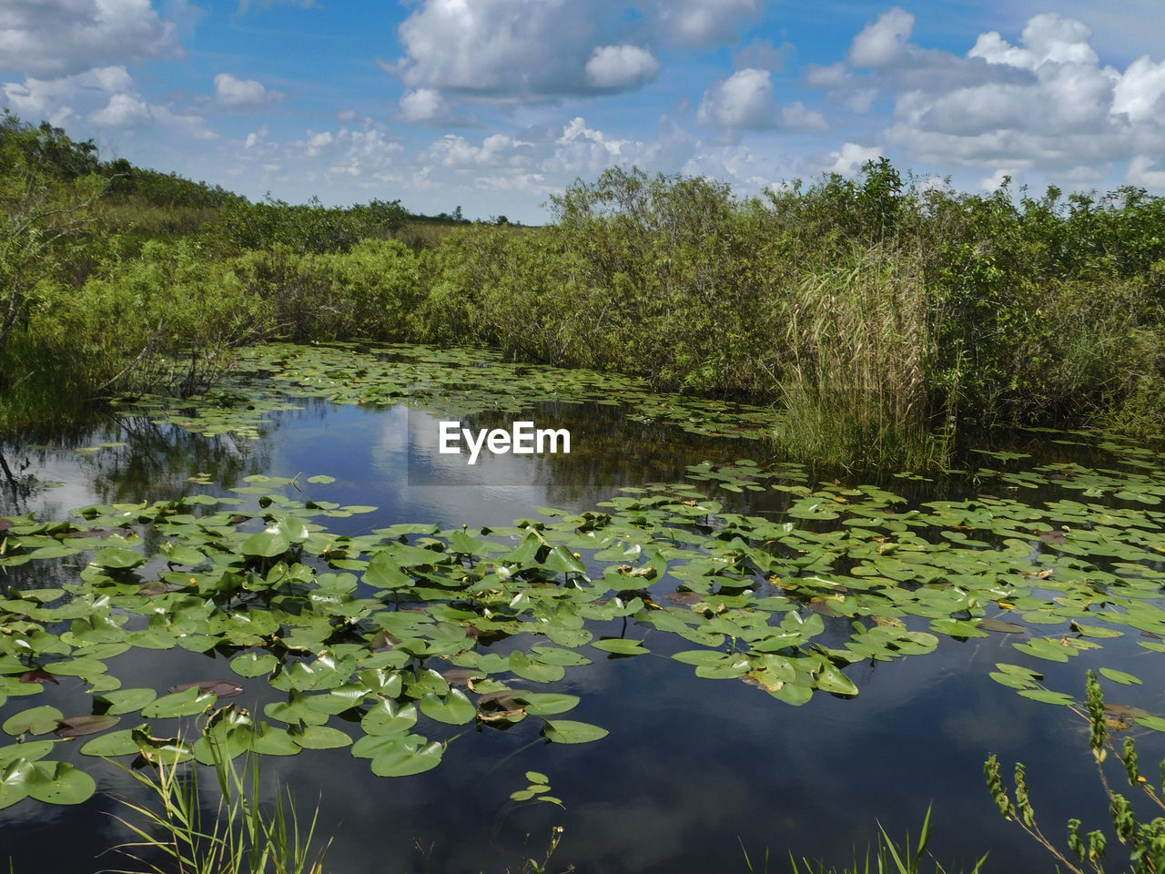 WATER LILIES FLOATING ON LAKE