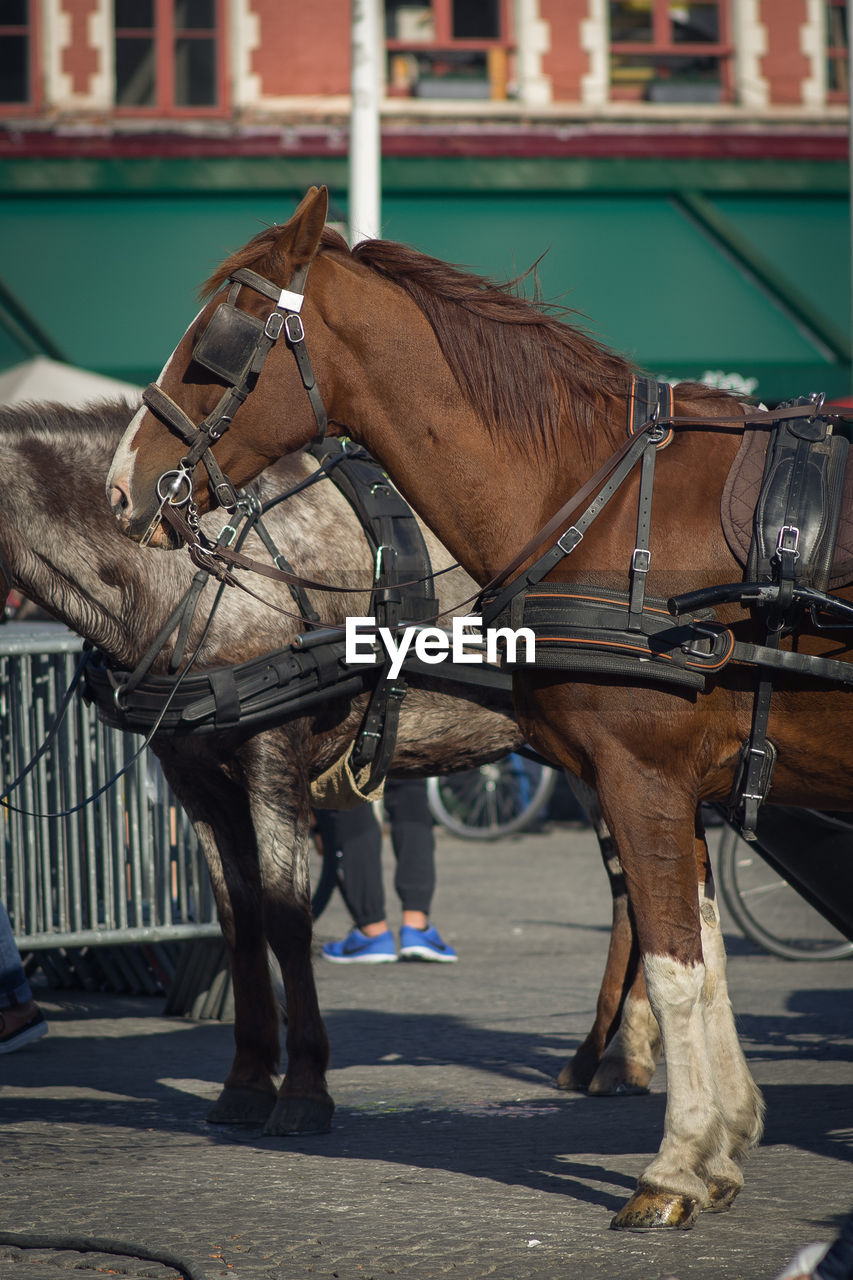 Side view of horses on street in city