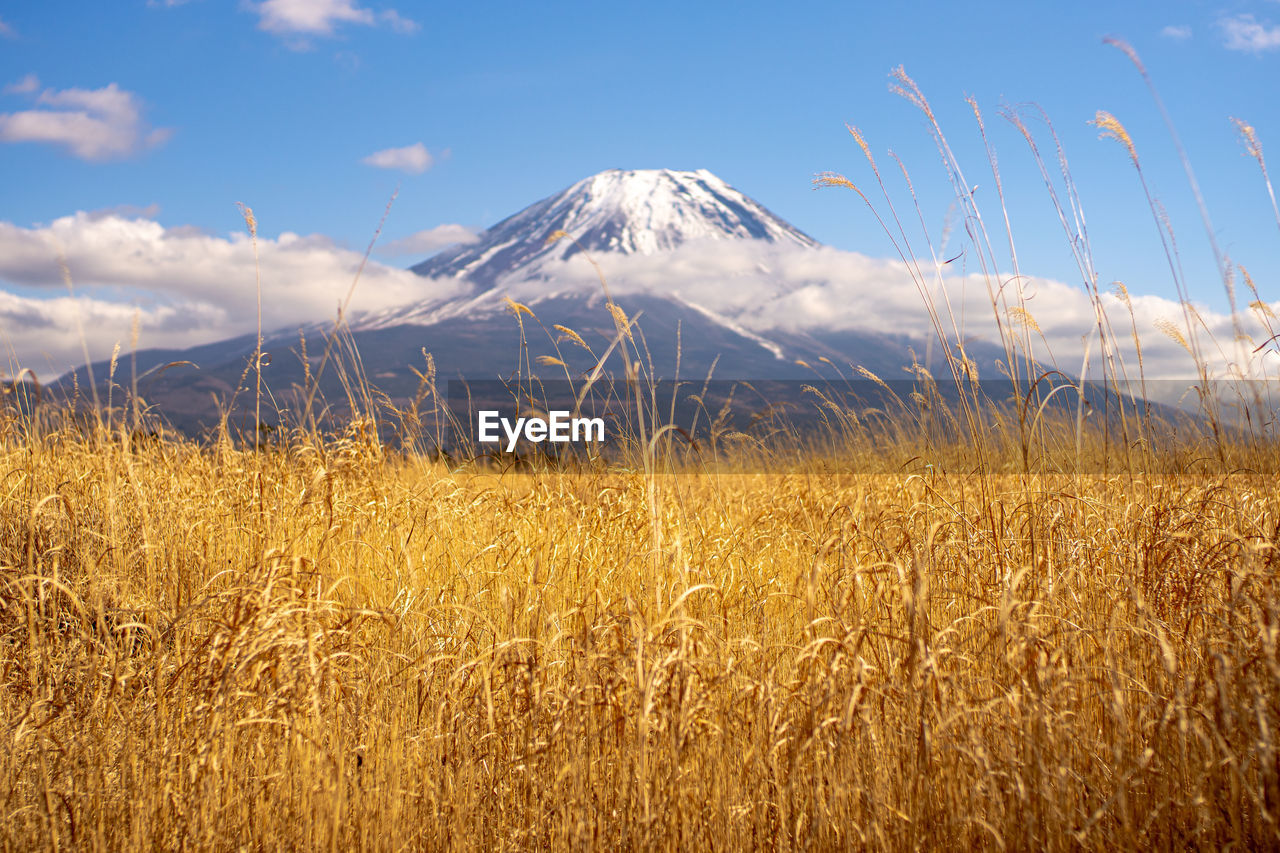 sky, landscape, mountain, beauty in nature, plant, prairie, field, environment, nature, land, scenics - nature, grassland, sunlight, cloud, grass, no people, plain, snow, tranquility, winter, tranquil scene, horizon, travel destinations, non-urban scene, outdoors, morning, cold temperature, food, day, blue, steppe, rural scene, agriculture, snowcapped mountain, travel, idyllic, mountain peak, meadow, rural area, natural environment