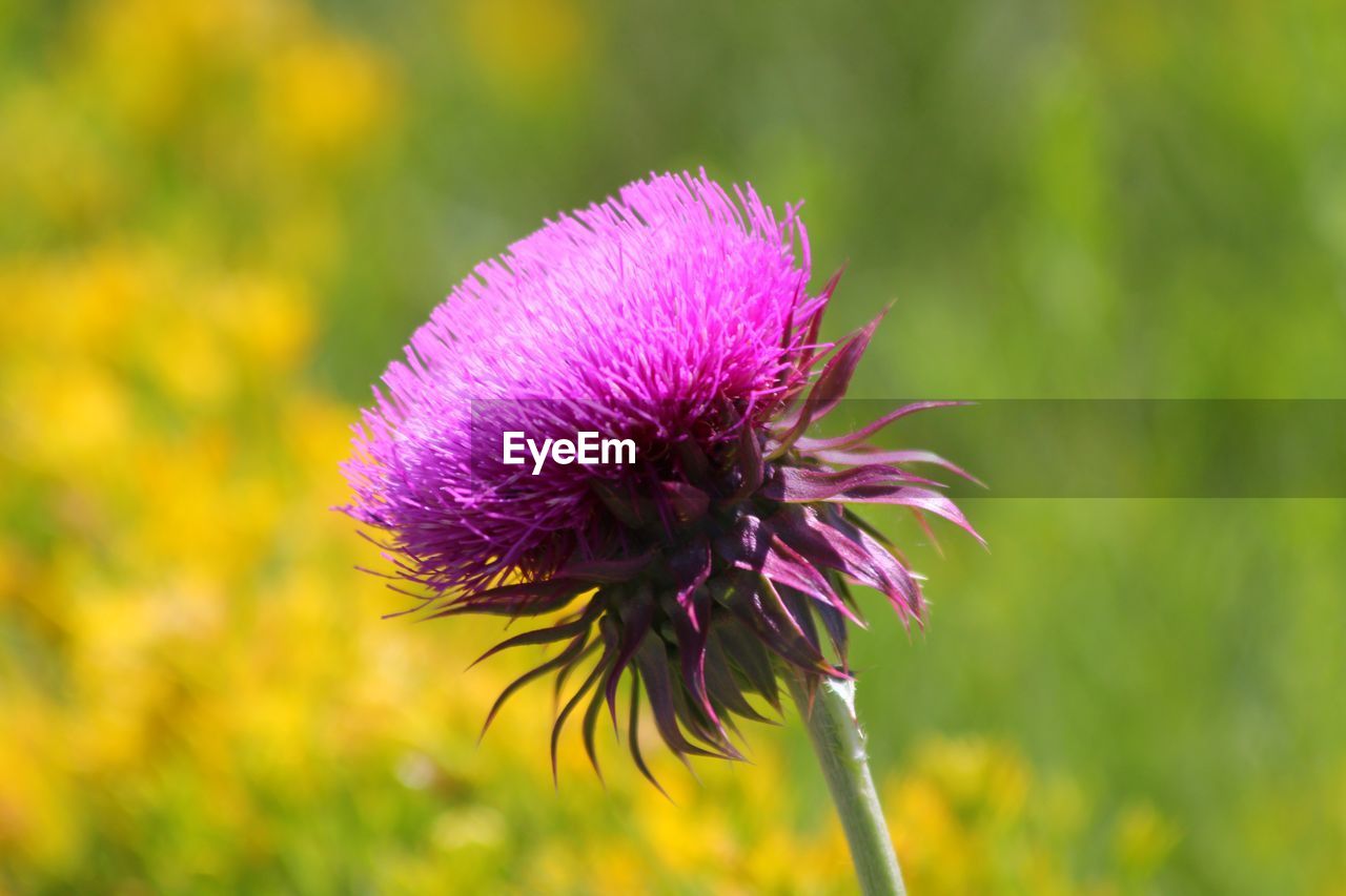 Close-up of thistle growing in field