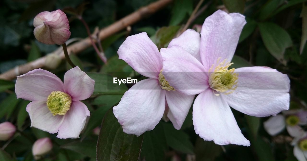 CLOSE-UP OF BLOOMING FLOWERS