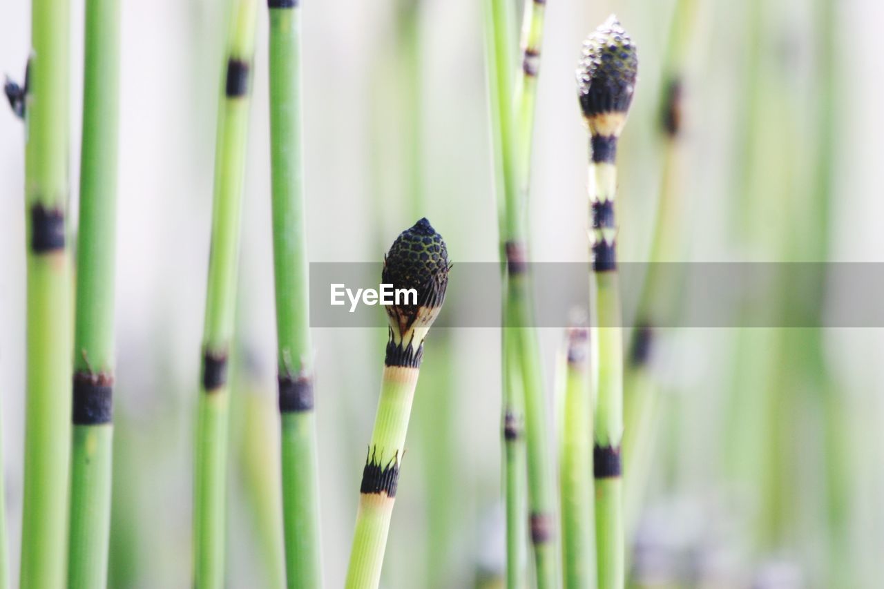 Close-up of buds