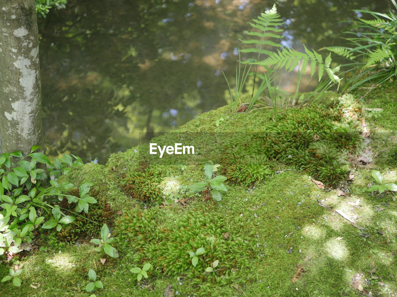 CLOSE-UP OF PLANTS GROWING ON LAND