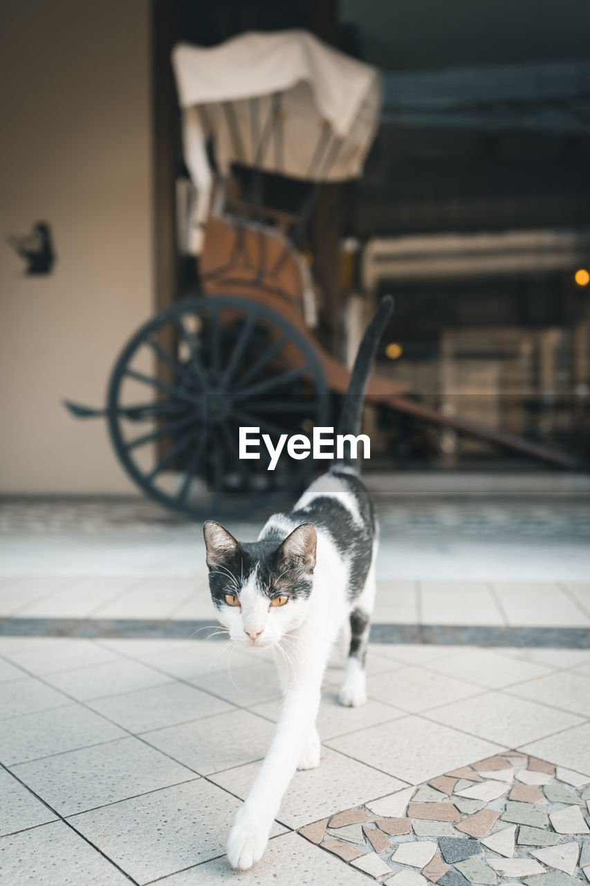 PORTRAIT OF CAT SITTING ON FLOOR AGAINST TILED FLOORING