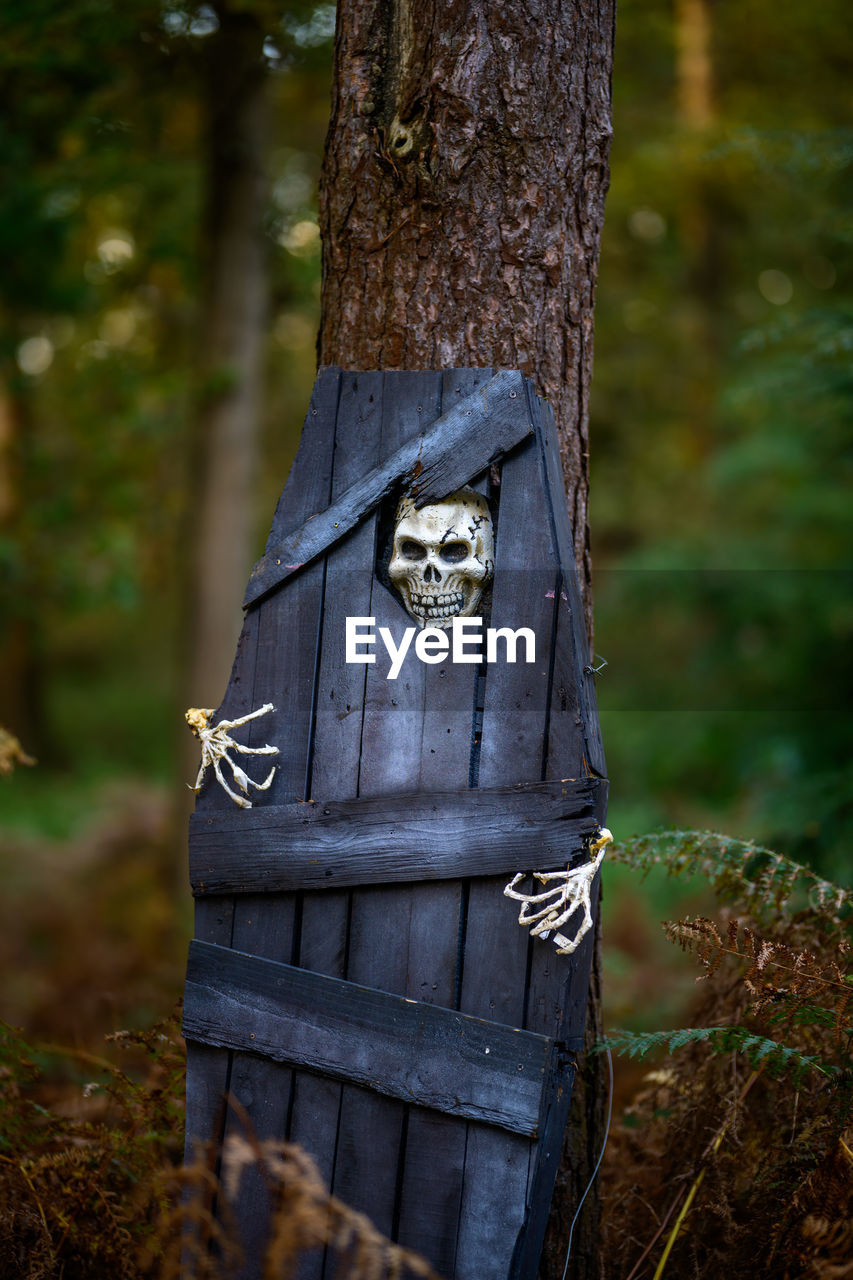 Halloween skeleton decoration is looking out from a coffin in the forest