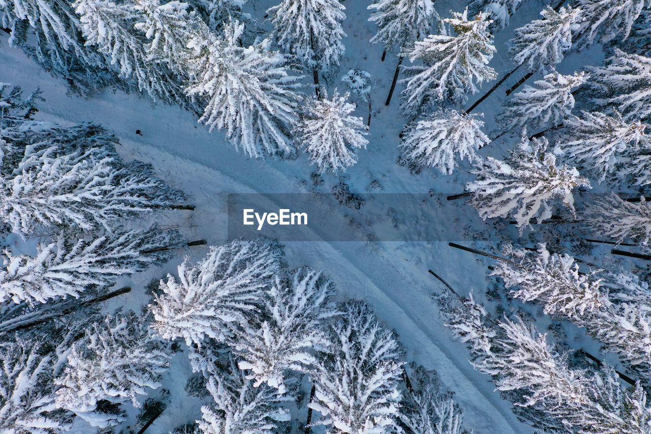 Close-up of snow covered pine tree in forest