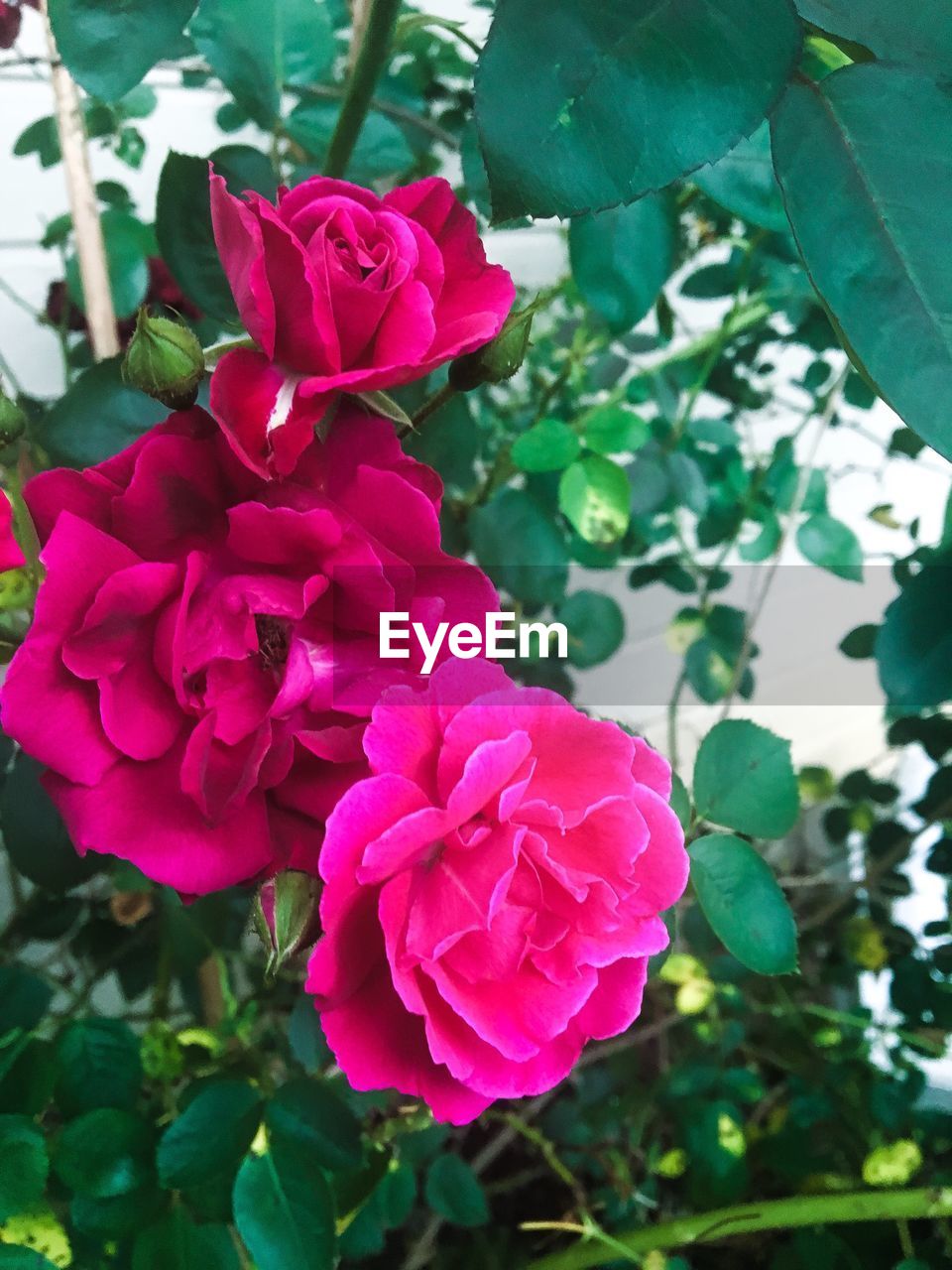 CLOSE-UP OF PINK FLOWERS