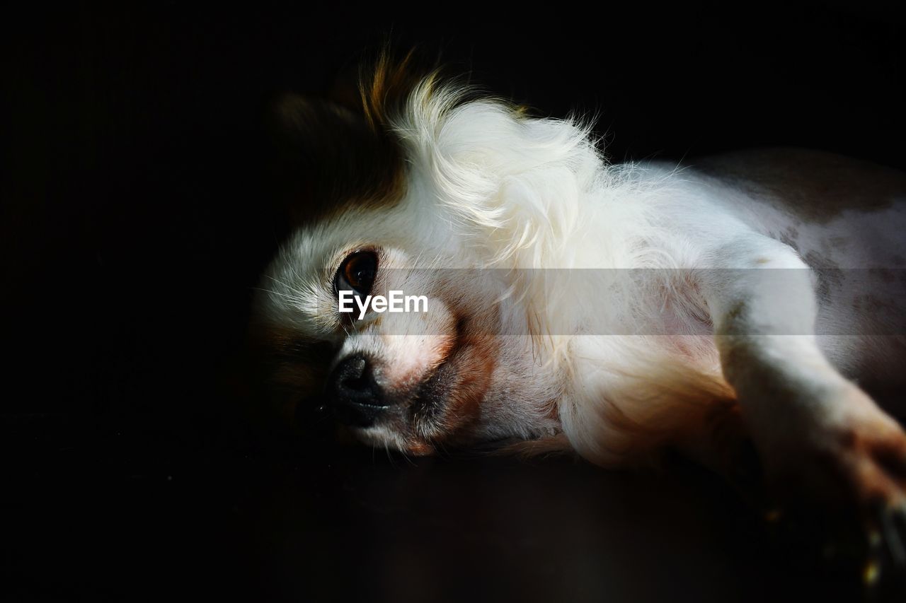 CLOSE-UP OF A DOG RESTING