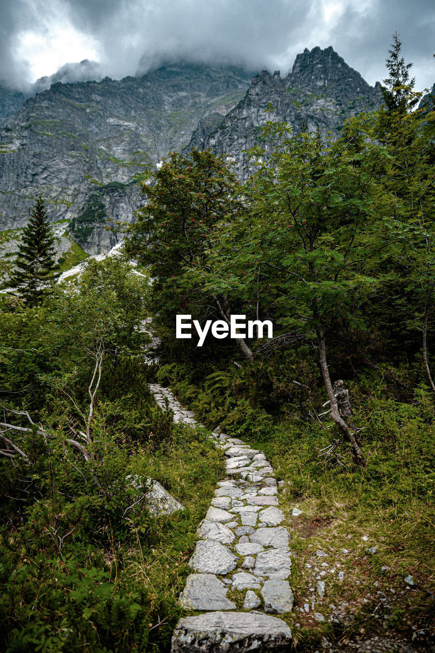 Footpath amidst plants and mountains against sky