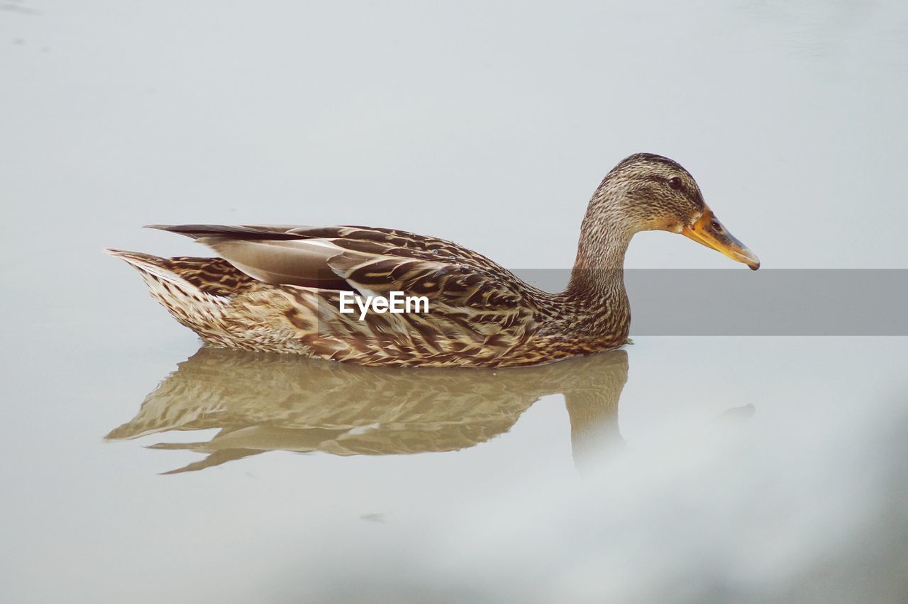 CLOSE-UP OF BIRDS