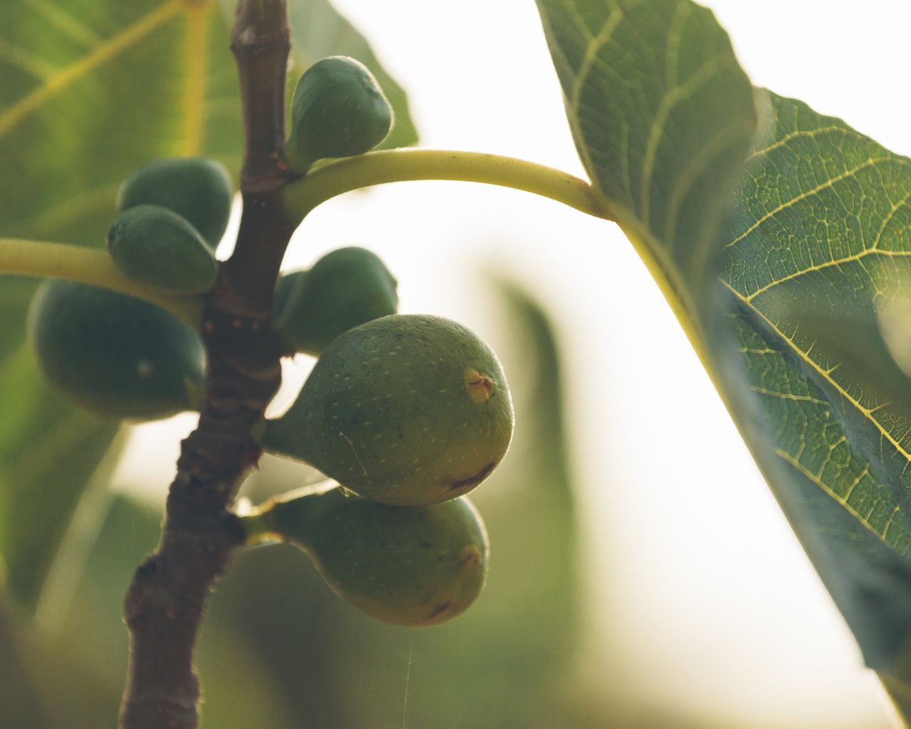 Close-up of fig tree outdoors