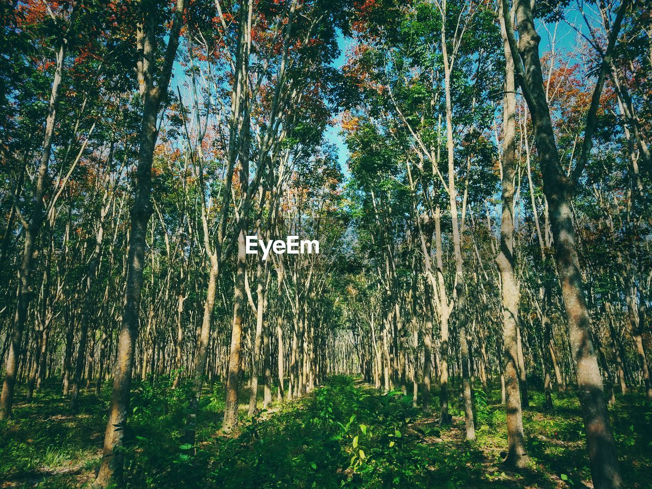 PLANTS GROWING ON LAND IN FOREST