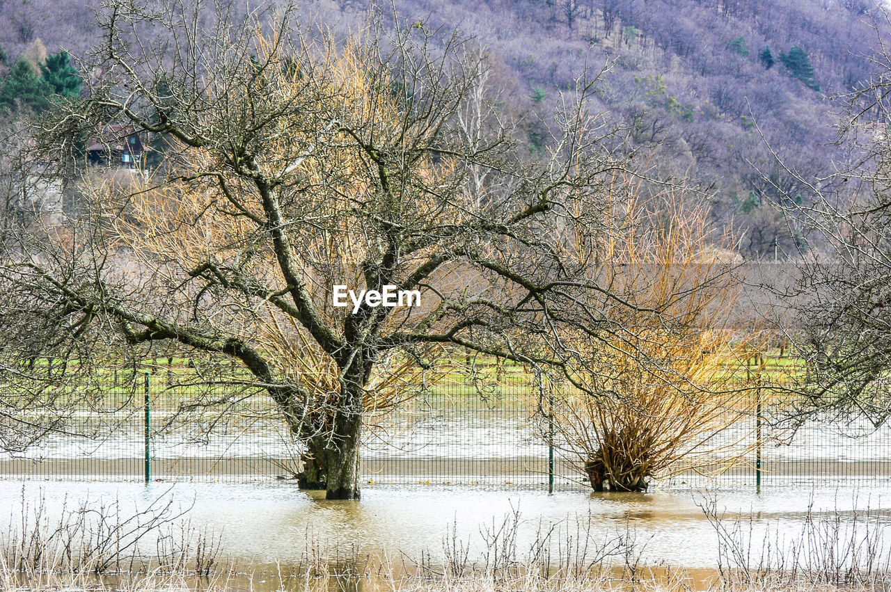 BARE TREES BY LAKE DURING WINTER