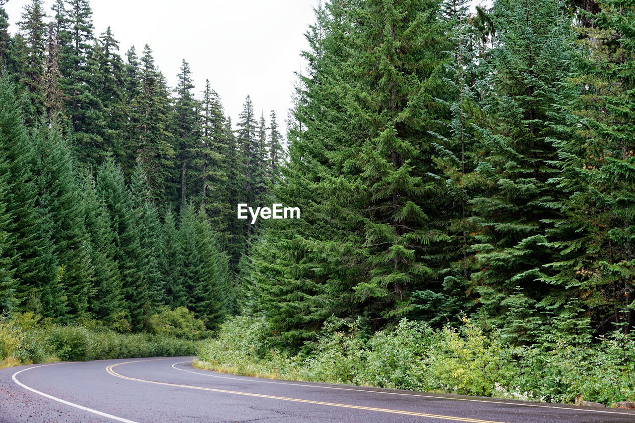 VIEW OF PINE TREES IN FOREST