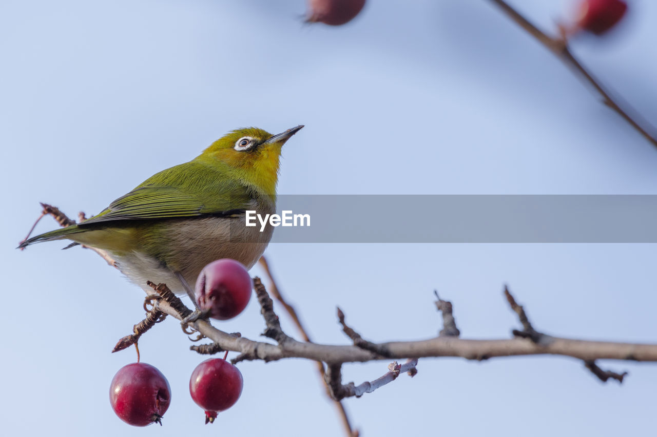 White-eye eats red fruits in winter season