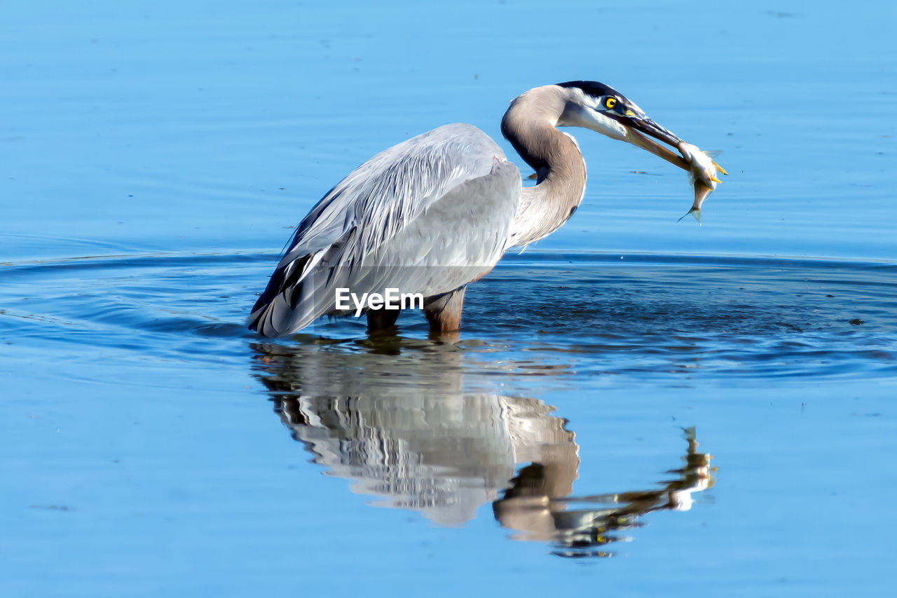 REFLECTION OF GRAY HERON ON LAKE BY SHORE