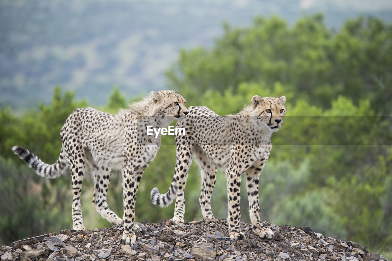 Cheetahs looking away against trees