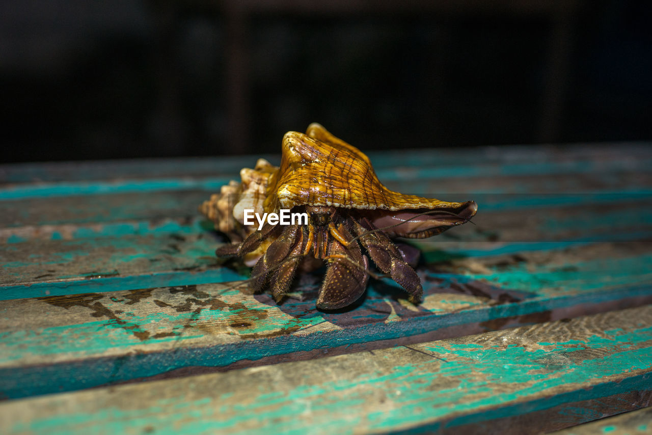 Hermit crab shellfish on a table