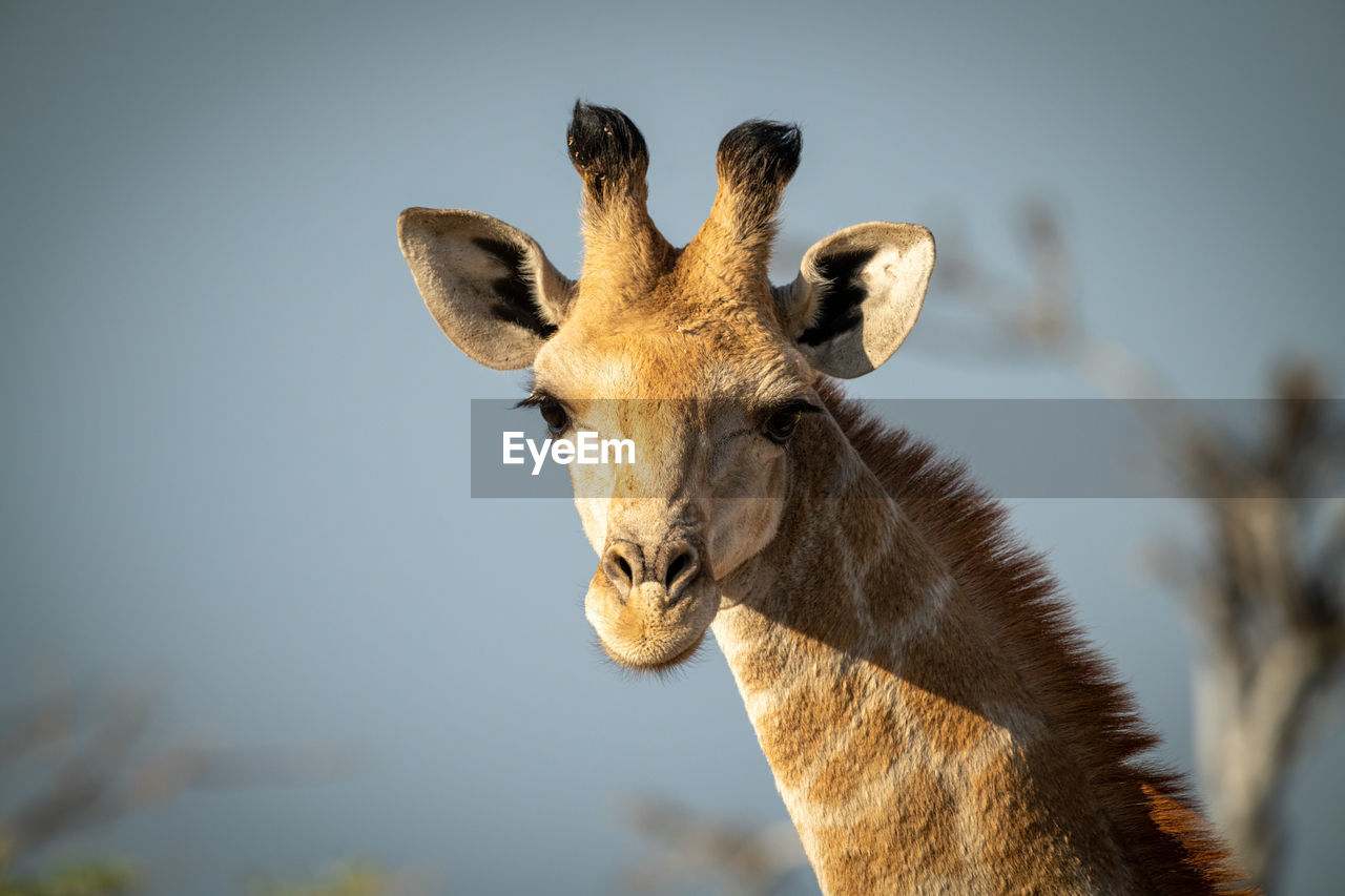 Close-up of southern giraffe head eyeing camera