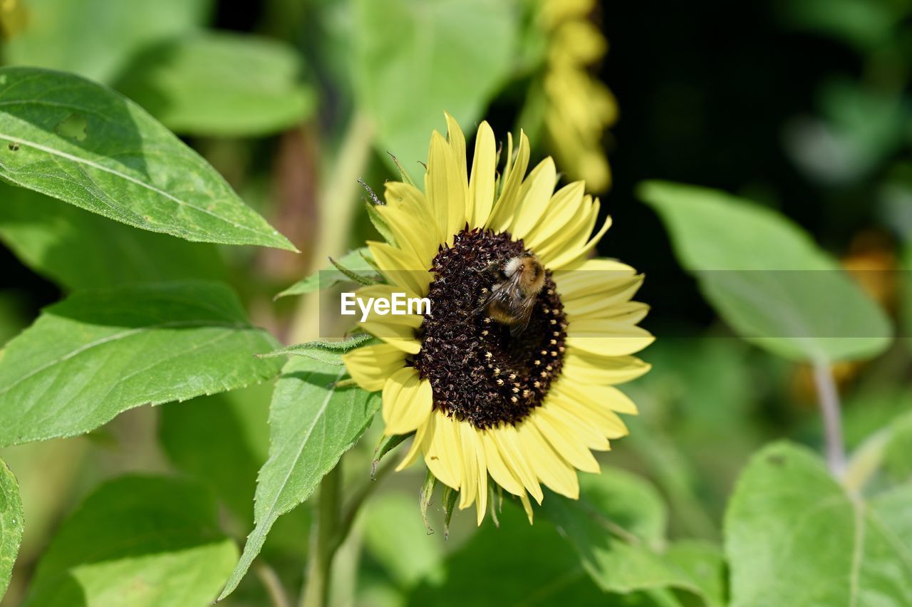 CLOSE-UP OF HONEY BEE ON FLOWER