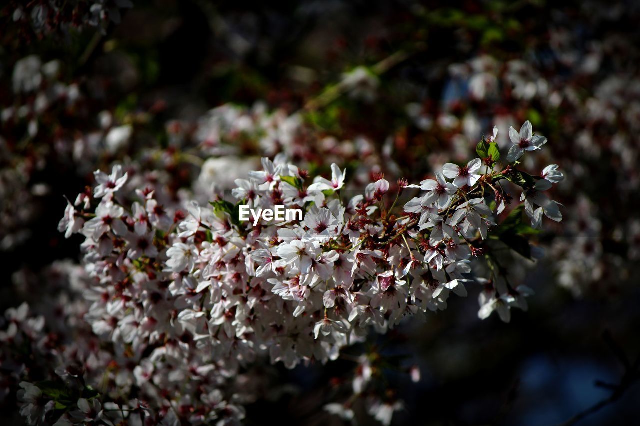 CLOSE UP OF CHERRY BLOSSOM