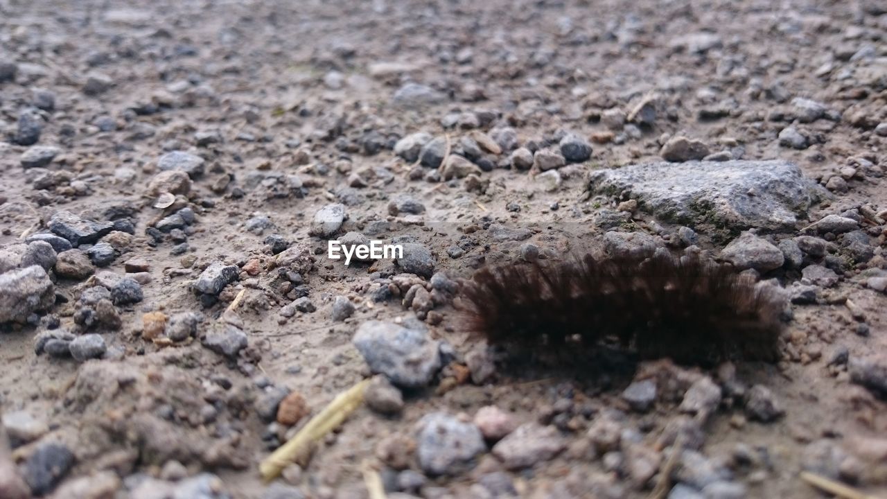 Close-up of caterpillar