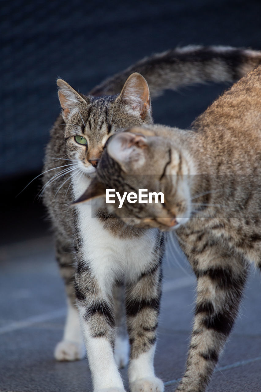 Close-up portrait of tabby cat