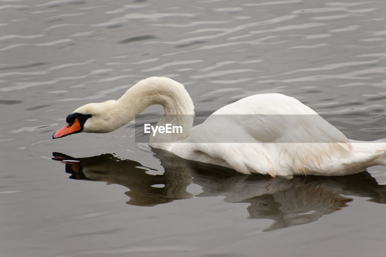 SWAN FLOATING ON WATER