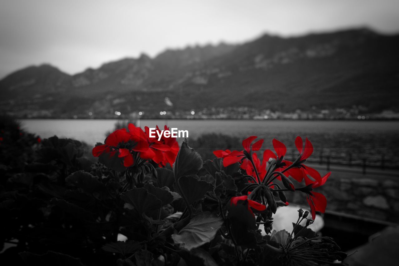 CLOSE-UP OF RED FLOWERS AGAINST LAKE