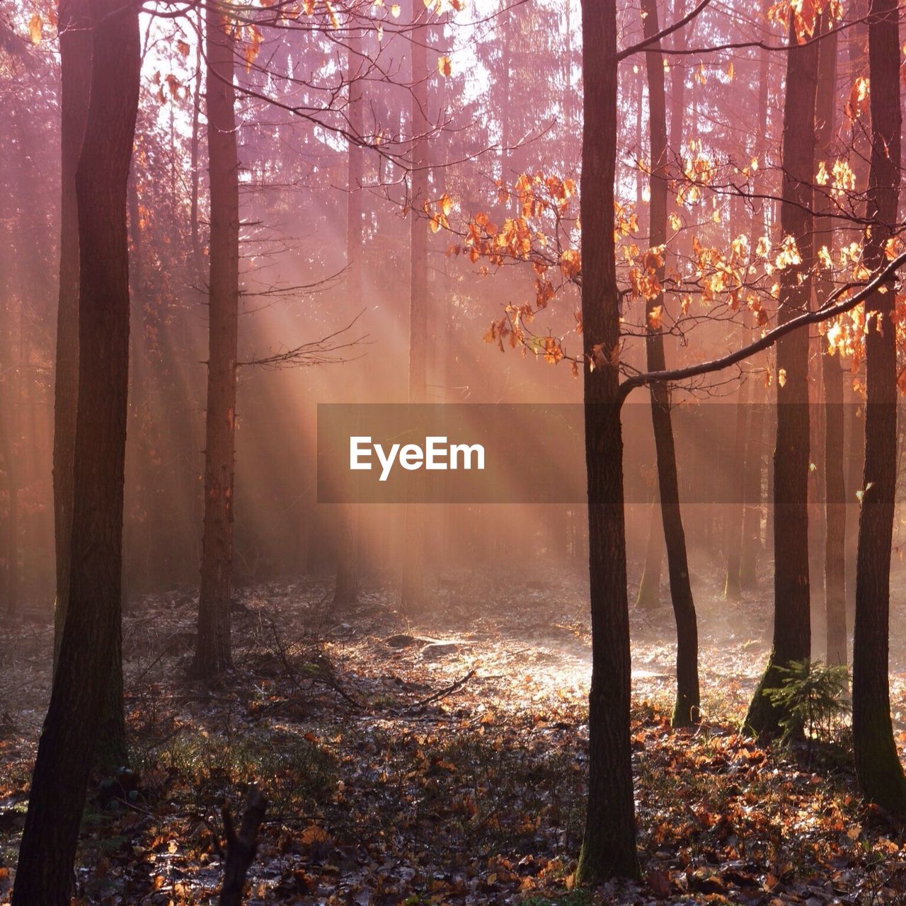 View of trees in misty forest