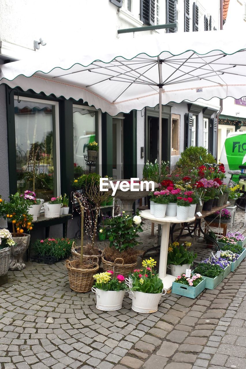 Potted plants for sale