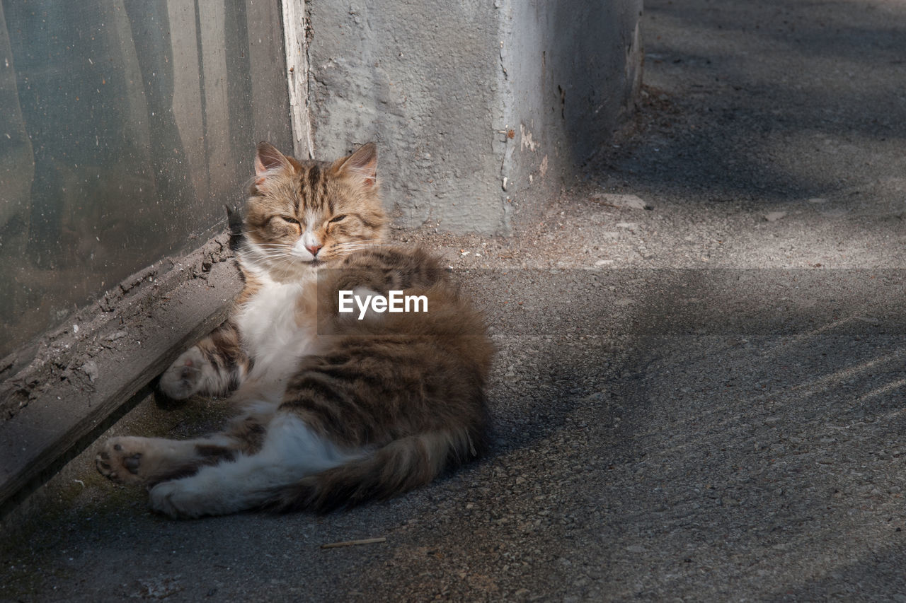 Portrait of cat sitting outdoors