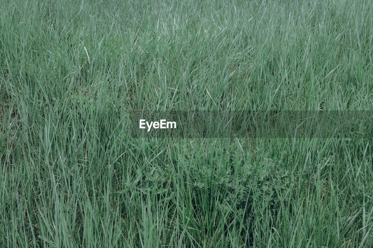 FULL FRAME SHOT OF RICE PADDY