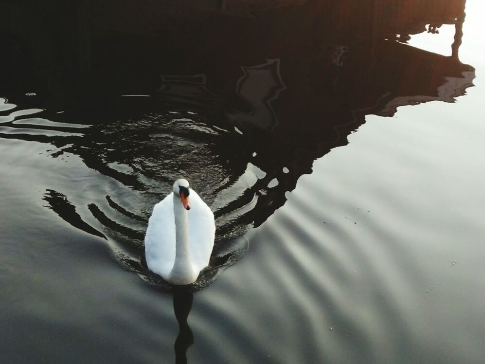 VIEW OF BIRDS IN WATER